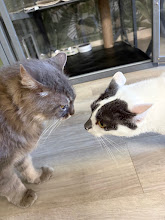 Photo du 2026-09-19